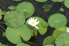 Nymphaea pubescens